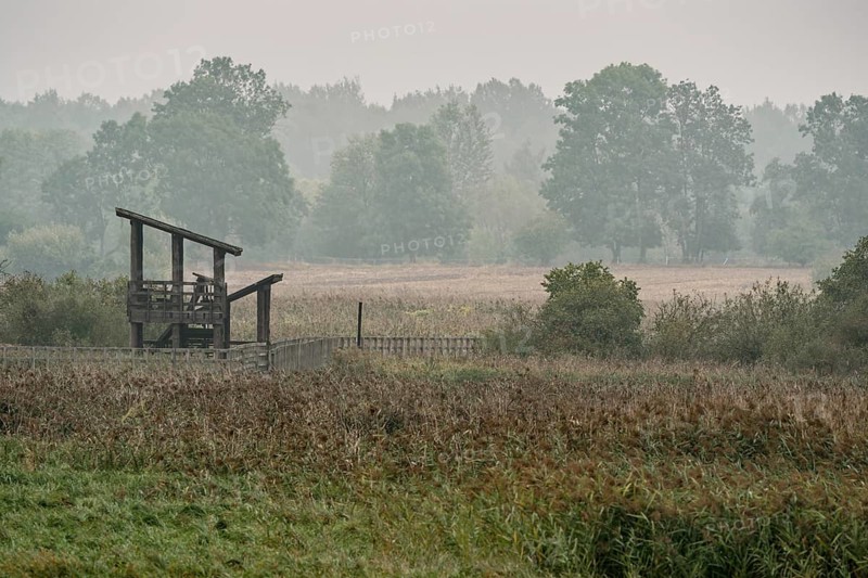 Footbridges lead to a wooden observation point in the marshy Narew Valley in the Narew National Park in north-east Poland. Waniewo, Podlaskie, Poland, Europe