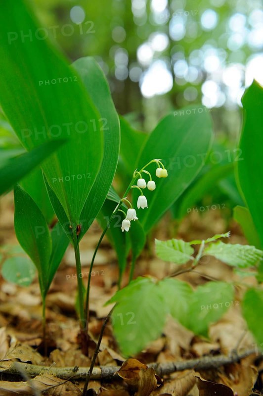 Close-up of lily of the valley with green leaves in the forest, lily of the valley (Convallaria majalis), Bavaria