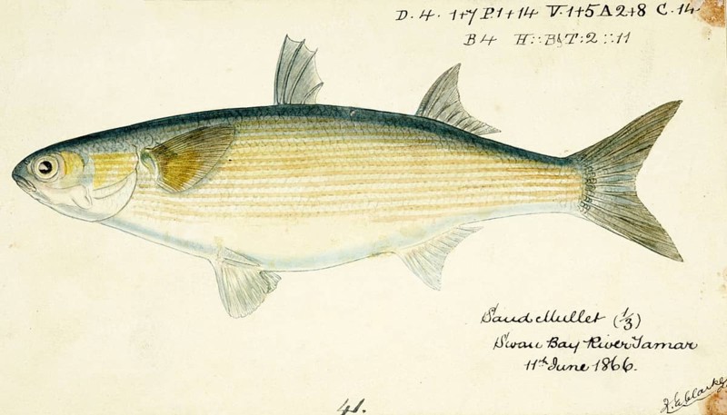 Sand grey mullet, Myxus elongatus, sand grey mullet, fish, reproduction of an original, by Frank Edward Clarke (b. 1849, d. 1899), ichthyologist and scientific draughtsman