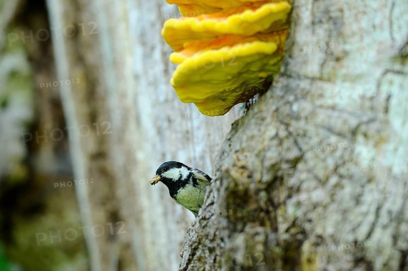 Tit with food in its beak next to a tree-covered mushroom, Fir Tit (Periparus ater), Bavaria