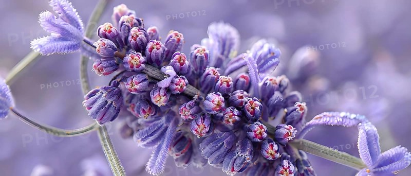 Detailed macro of a lavender flower (Lavandula angustifolia), showing the tiny purple buds and soft, velvety texture of the petals, AI generated