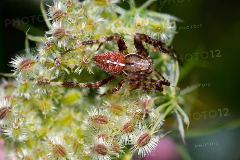 European garden spider (Araneus diadematus) crouching on fruit stand with spiny fruits, wild carrot (Daucus carotaeiner), close-up, macro shot, slender animal lurking for prey, Lower Saxony, Germany, Europe