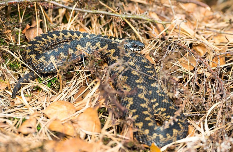 Wild common european viper (Vipera berus), brown adult female, lying well camouflaged between grass, moss, pine needles (Pinus), autumn leaves and heather or common heather (Calluna vulgaris) and branches, looking into the camera, Pietzmoor nature reserve, Lüneburg Heath, Lower Saxony, Germany, Europe