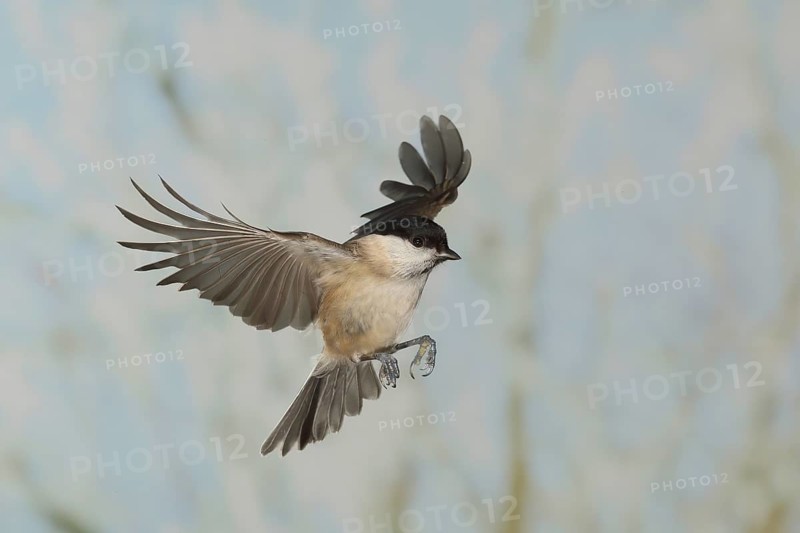 Marsh tit (Parus palustris), in flight, high speed flight recording, winter, animals, birds, Siegerland, North Rhine-Westphalia, Germany, Europe