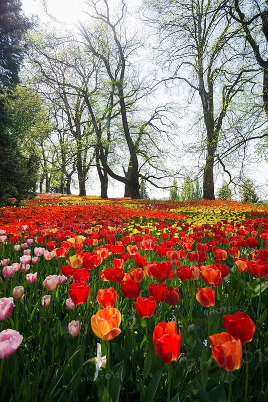 Park and flower meadow with colourful tulips, Mainau Island, Lake Constance, Baden-Württemberg, Germany, Europe