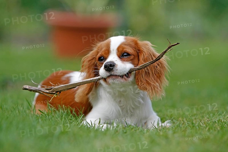 Cavalier King Charles Spaniel, kitten