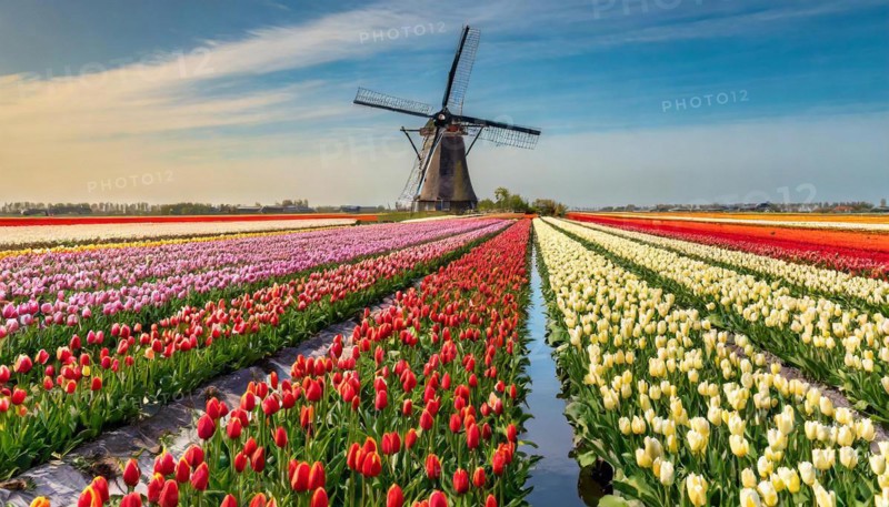 Agriculture, dense, intensely colourful blooming tulip field with a windmill, in Holland, AI generated, AI generated