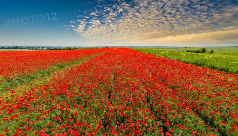 Agriculture, dense, intensely red blooming poppy field up to the horizon, aerial view, from above, AI generated, AI generated