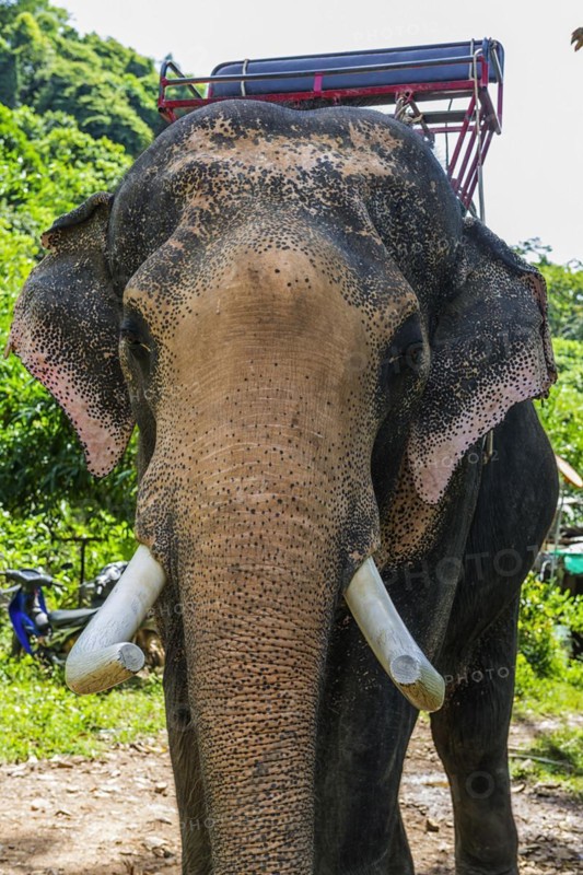 Asian elephant (Elephas maximus), Thai, Thai, Asian, trunk, animal, mammal, animal park, ivory, animal cruelty, animal husbandry, tourism, tourist, travel, travel form, ride, tame, farm animal, trained, dressage, tamed, working animal, looks, looks, looking, head, looks, camera view, Ko Lanta, Thailand, Asia
