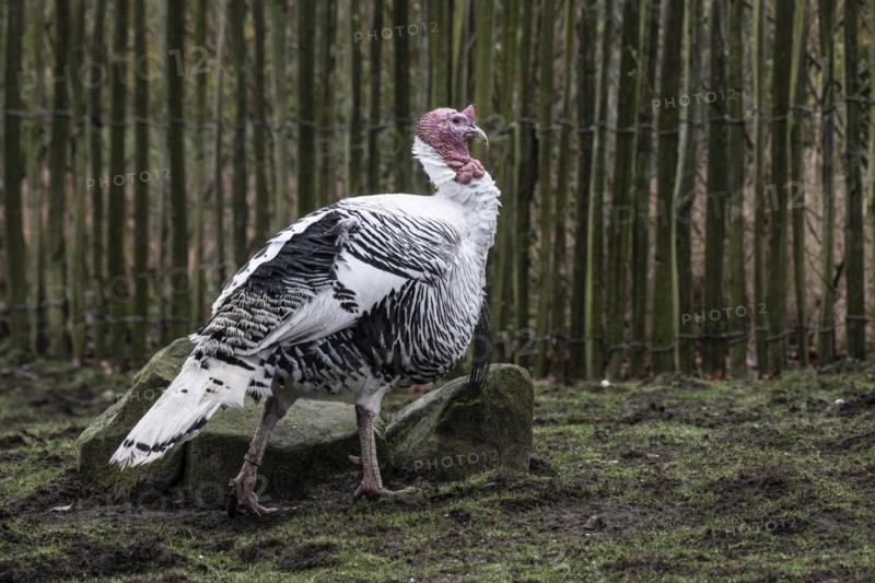 Cröllwitz turkeys (Meleagris gallopavo f. domestica), Tierpark Nordhorn, Lower Saxony, Germany, Europe