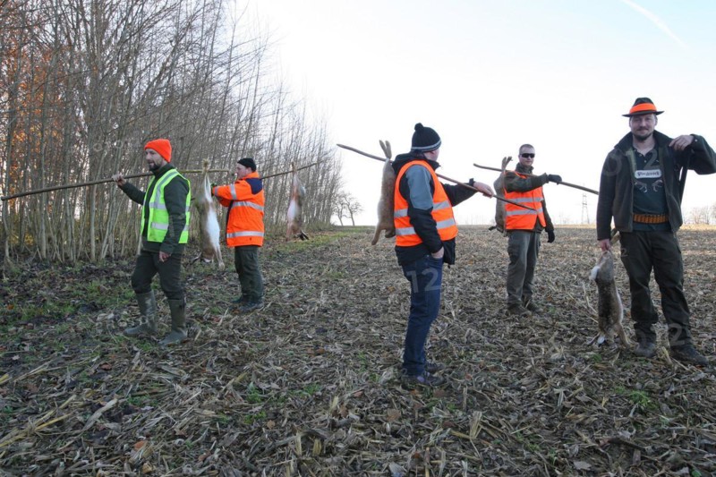 Hunters and hunting assistants, so-called beaters with signalling waistcoats and shot hares (Lepus europaeus) Lower Austria, Austria, Europe
