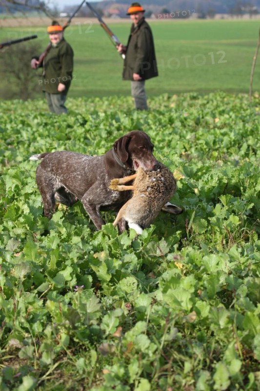 German Shorthaired Pointer retrieves a hunted hare (Lepus europaeus) in front of hunters, Lower Austria, Austria, Europe