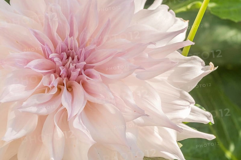 Cafe au Lait dahlias flower blossoms in a public garden. Close-up dahlias, daylight. Selestat, Bas Rhin, Alsace, France, Europe