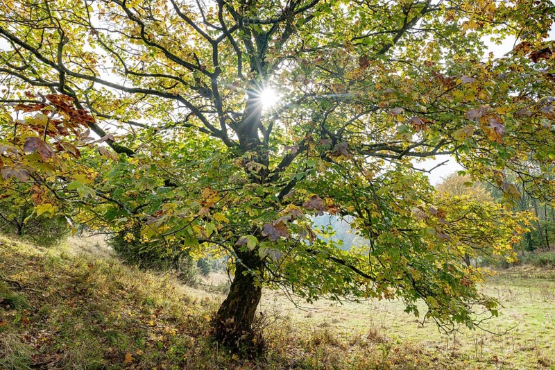 Mountain maple (Acer pseudoplatanus) in autumn with colourful leaves, backlit with sun star, Thuringia, Germany, Europe