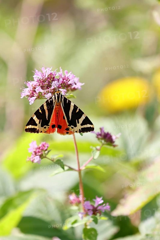 Jersey tiger or Spanish flag (Euplagia quadripunctaria), sucking nectar on Hemp agrimony (Eupatorium cannabinum, in a vineyard, close-up, Moselle valley, Cochem, Rhineland-Palatinate, Germany, Europe