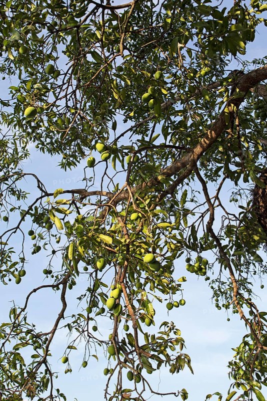 Mangoes on a tree, Sri Lanka, Asia