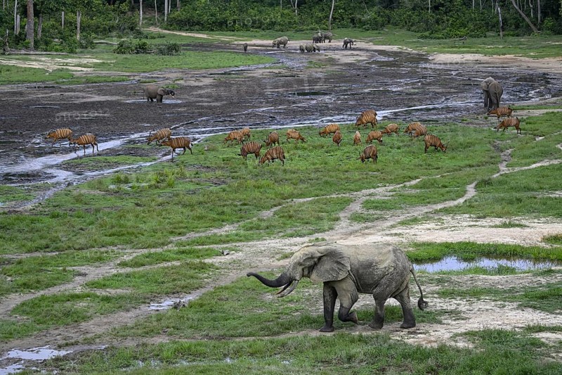Forest elephants (Loxodonta cyclotis) and bongo antelopes (Tragelaphus eurycerus) in the Dzanga Bai forest clearing, Dzanga-Ndoki National Park, Unesco World Heritage Site, Dzanga-Sangha Complex of Protected Areas (DSPAC), Sangha-Mbaéré Prefecture, Central African Republic, Africa