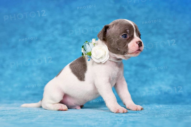 Pied young dog puppy with flower collar on blue studio background