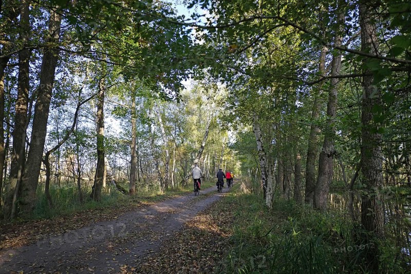 Forest path with walkers, surrounded by dense trees and falling leaves, Speck, Müritz National Park, Mecklenburg-Vorpommern, Germany, Europe