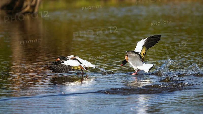 Common Shelduck, Tadorna tadorna birds in fight on water