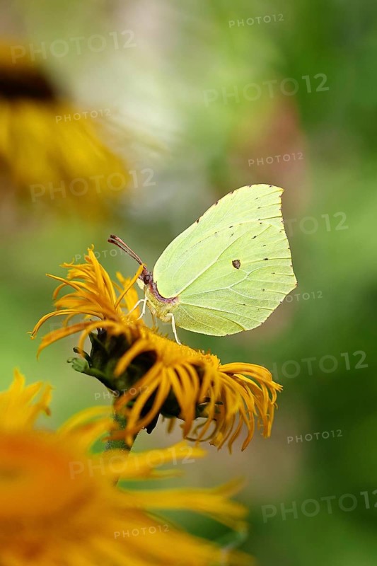Lemon butterfly (Gonepteryx rhamny) on a yellow flower of a Great Telekie (Telekia speciosa), Wilnsdorf, North Rhine-Westphalia, Germany, Europe