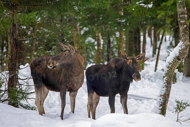 Moose, elk (Alces alces) cow, female with young bull foraging in the snow in coniferous forest with spruce trees in winter, Sweden, Europe