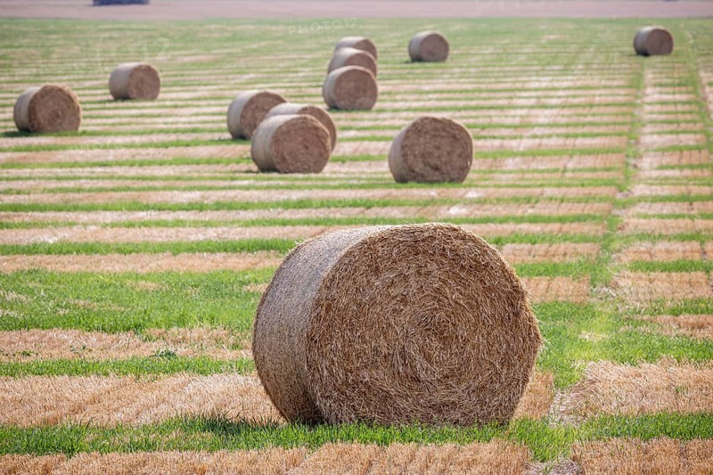 Straw bales on a harvested field near Gotha, Thuringia, Germany, Europe