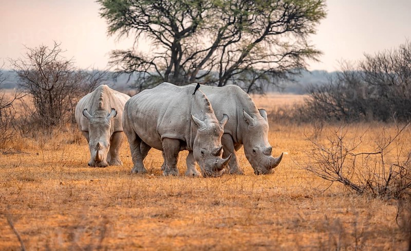 Southern white rhinoceros (Ceratotherium simum simum), three rhinos grazing in the evening light, Khama Rhino Sanctuary, Serowe, Botswana, Africa