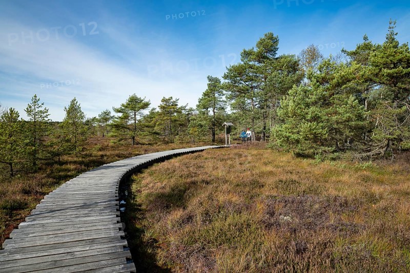 Plank path through the Black Moor, Scots pines (Pinus sylvestris), blue sky, near Fladungen, Bavarian Rhön Biosphere Reserve, Bavaria