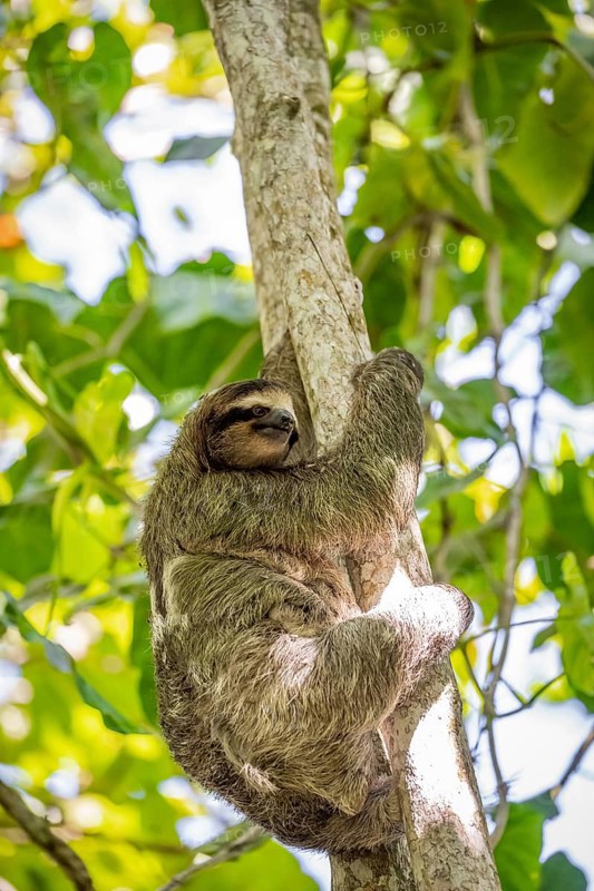 Brown-throated sloth (Bradypus variegatus) in a tree, Cahuita National Park, Costa Rica, Central America