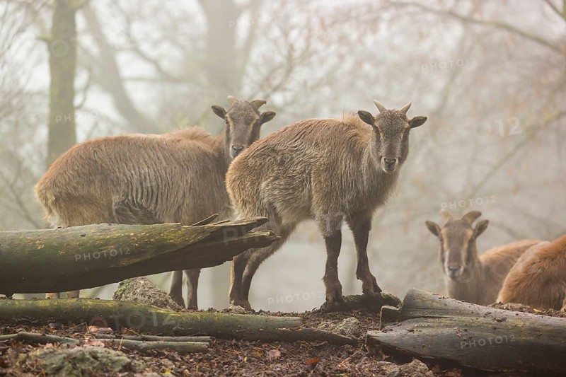 A group of Himalayan Tahr (Hemitragus jemlahicus) stands or rests in a small clearing in the forest on a foggy day