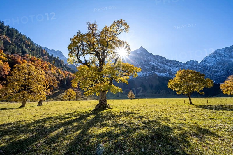 Sycamore maple with autumnal yellow foliage and Solaster endeca, large maple base in autumn, rocky mountain peaks with Spritzkarspitze in the background, Rißtal in the Eng, Tyrol, Austria, Europe