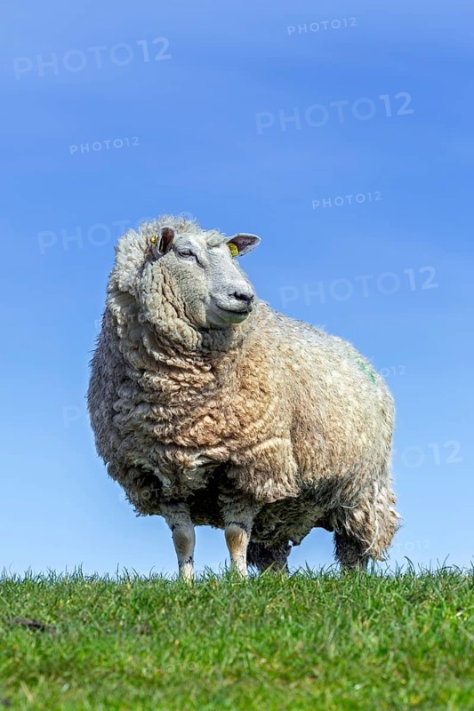 White domestic sheep ewe with thick wool coat in meadow in spring, North Frisia, Schleswig-Holstein, Germany, Europe