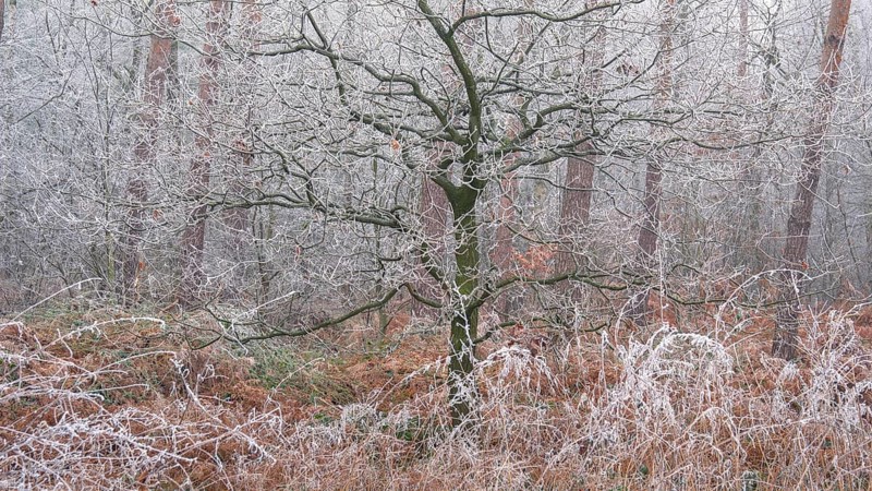 View of a tree frozen with hoarfrost in the forest, landscape photo, nature photo, flora, fauna, landscape format, trees, grasses, forest area, winter, snow, ice, frost, cold, season, cosy, Neustadt am Rübenberge, Hanover region, Lower Saxony, Germany, Europe