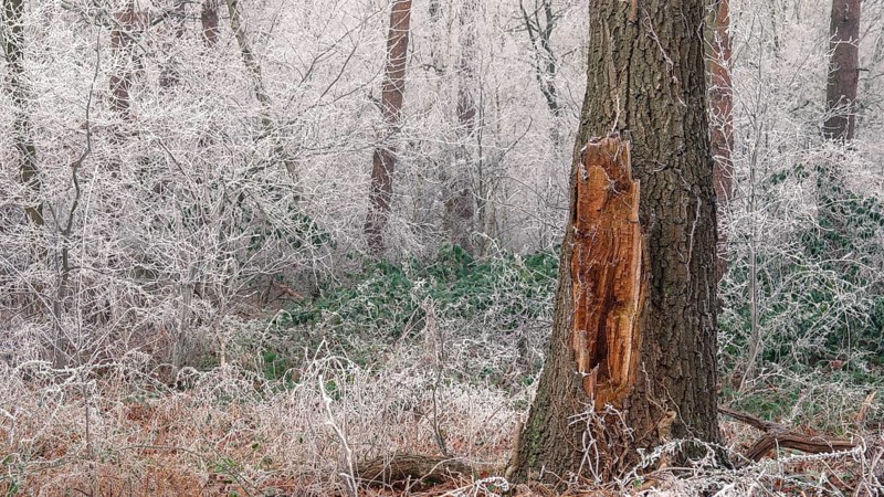 View of a damaged tree frozen with hoarfrost in the forest, landscape photo, nature photo, flora, fauna, landscape format, trees, grasses, forest area, winter, snow, ice, frost, cold, season, cosy, Neustadt am Rübenberge, Hanover region, Lower Saxony, Germany, Europe