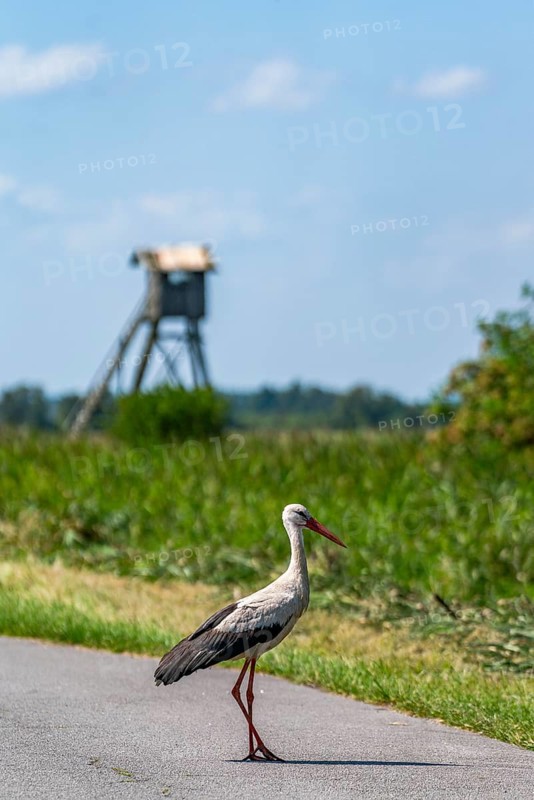 White stork (Ciconia ciconia) crossing a country road in the Szczecin Lagoon nature park Park, behind a raised hide, Mecklenburg-Western Pomerania, Germany, Europe