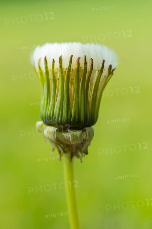 Withered dandelion (Taraxacum), in front of the dandelion opens, the seed head is like a soft brush