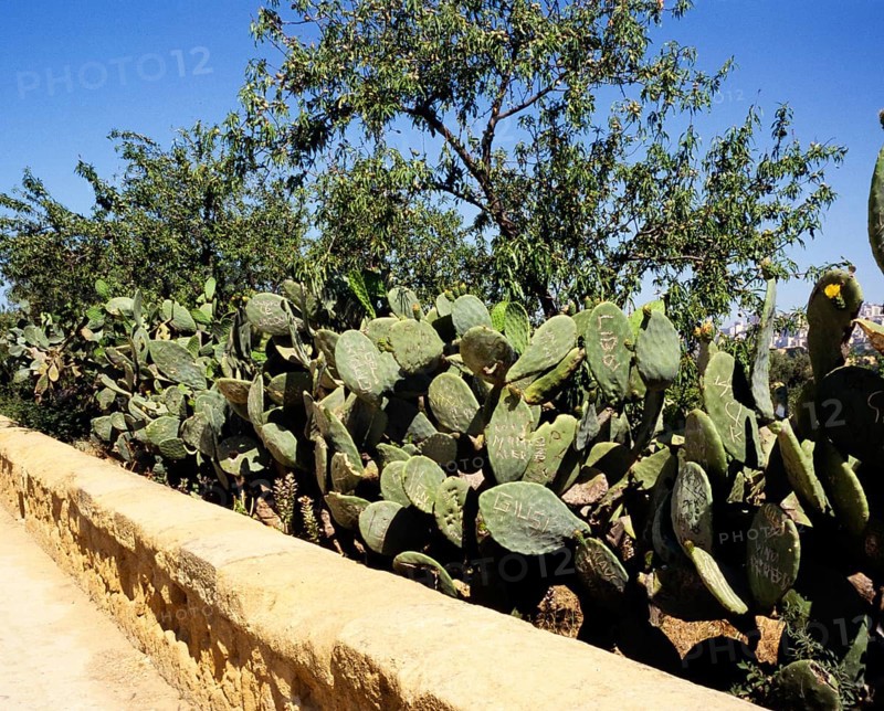 Prickly pear Opuntia with carved names on the leaves Akragas, Agrigento, Sicily, Italy, 1999, Europe