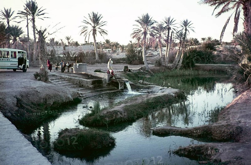 Vintage picture of people and a coach in an oasis with palm trees, probably in Nefta, Tunisia, North Africa, Africa