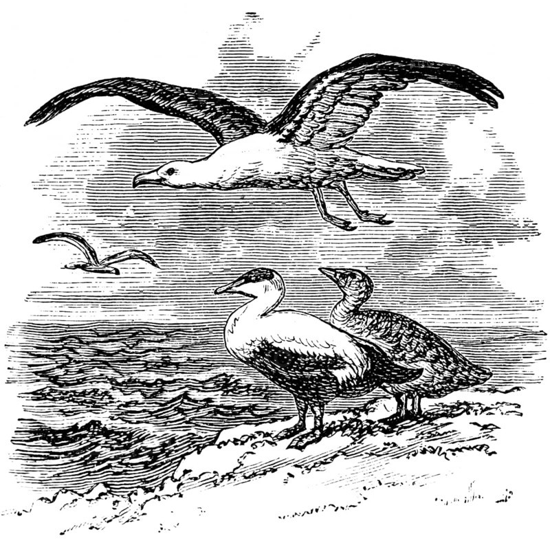 Bird species indigenous to the Norwegian coast, the black-headed gull (Larus marinus) and the eider goose or eider duck (Somateria mollissima), biology, Norway, historical illustration 1888, Europe