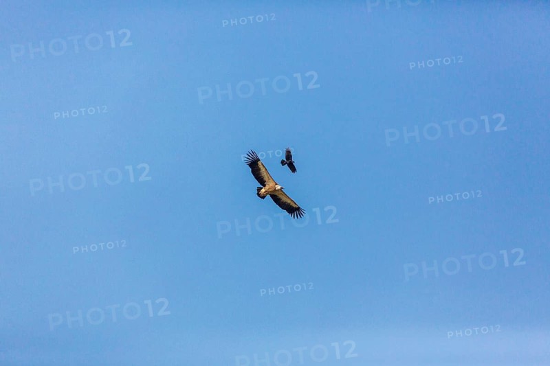 A griffon vulture (Gyps fulvus) and a crow share the airspace