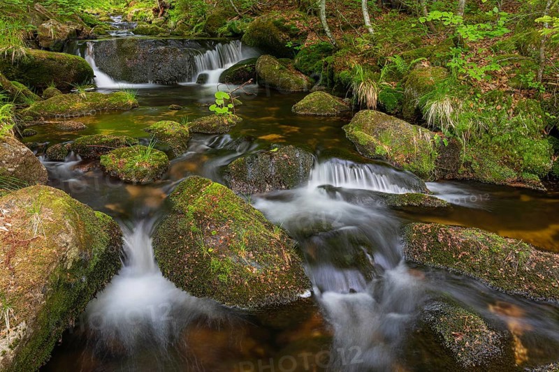 Kleine Ohe creek below Waldhaeuser village in the Bavarian Forest Nationalpark. Flowing water, little cascades, mossy stones and fresh green vegetation