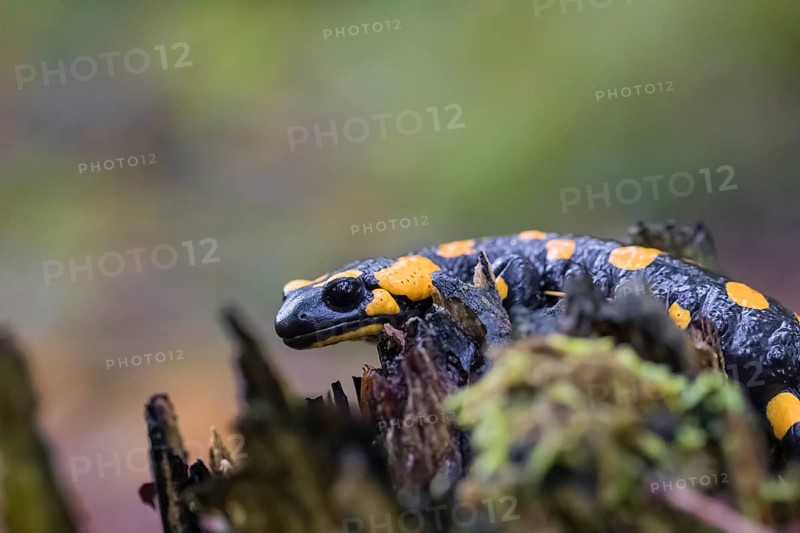 One fire salamander (Salamandra salamandra) rests on a tree stump on a rainy day. IUCN conservation status is Near Threatened