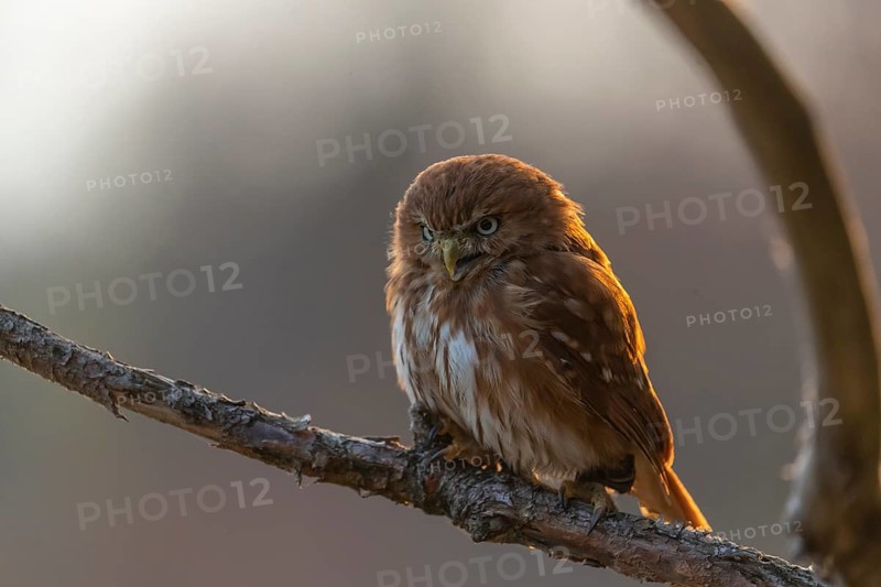 One East Brazilian pygmy owl (Glaucidium minutissimum), also known as least pygmy-owl or Sick's pygmy-owl, sitting on a small twig of a tree. Back light condition in last evening light