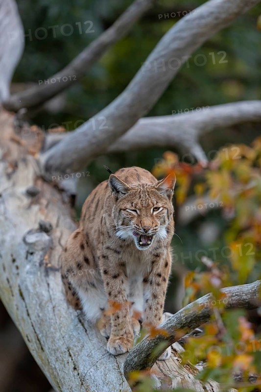 One Eurasian lynx, (Lynx lynx), sitting on a fallen tree, grooming himself. Frontal view with fall foliage around