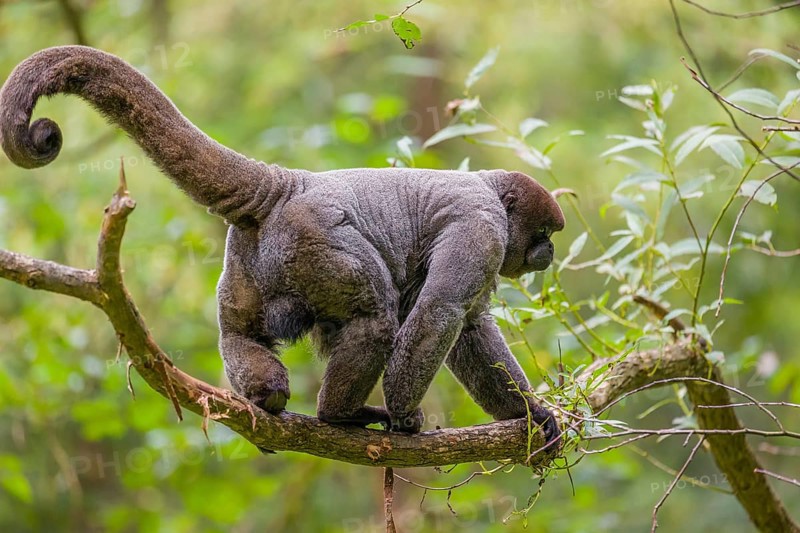A common woolly monkey, brown woolly monkey, or Humboldt's woolly monkey (3) (Lagothrix lagothricha) climbs in a tree
