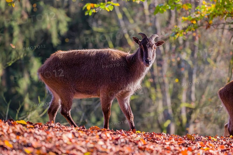 A female Himalayan tahr (Hemitragus jemlahicus) is backlit in a forest. In the background is a dense autumn forest