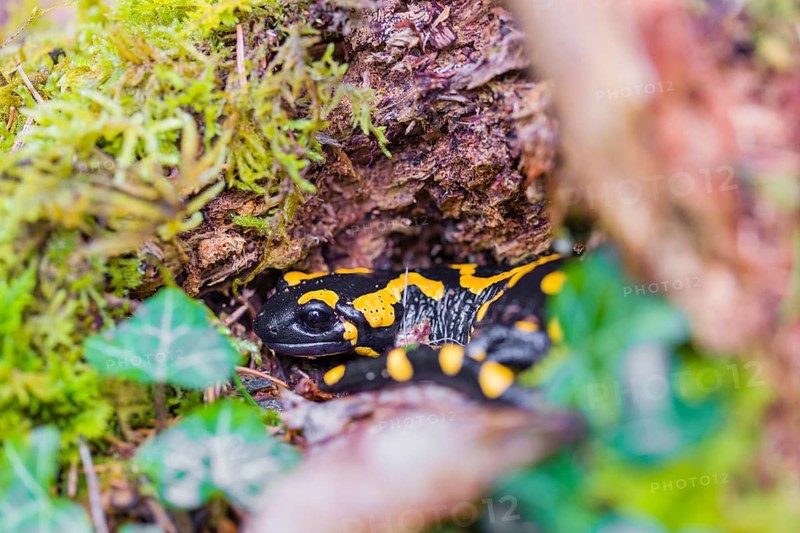 A fire salamander (Salamandra salamandra) walks across a mossy forest floor on a rainy day. The IUCN conservation status is Near Threatened