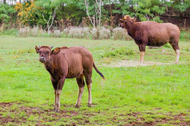 A female Gaur (Bos gaurus gaurus) and a calf stand on a green meadow