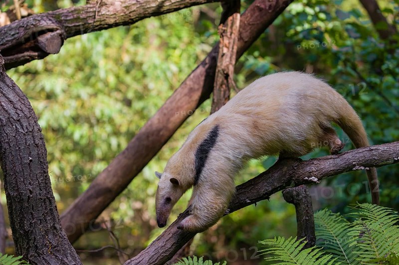 One southern tamandua (Tamandua tetradactyla), climbs down a tree in a forest